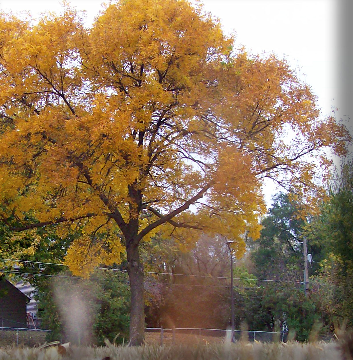 Orange tree from ground - elliot